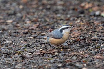one red-breasted nuthatch bird picking the seeds on the ground in the park