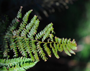Green fern leaves against dark background
