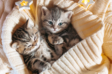 Cute tabby kittens playing sleeping together. Cute baby cats in love. Kids animal cat and cozy home concept. Pets. Taking care of animals. © sushytska