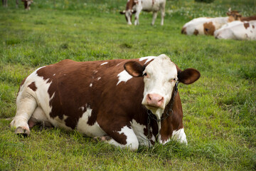 brązowo-biała krowa leżąca na pastwisku - obrazy, fototapety, plakaty