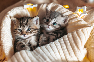 Cute tabby kittens playing sleeping together. Cute baby cats in love. Kids animal cat and cozy home concept. Pets. Taking care of animals. © sushytska