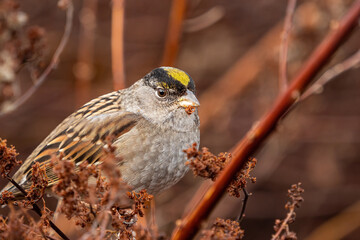 close up of a golden-crowned sparrow resting behind an orange-colored branch on top of the bushes in the park