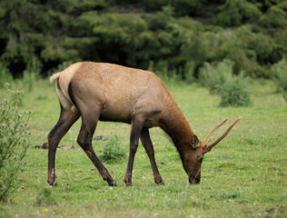 Elk grazing on grass in California