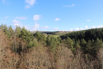forest in the mountains