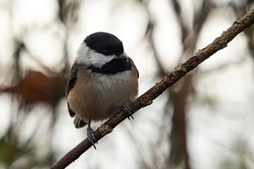 close up of a cute chickadee resting on the branch in the park