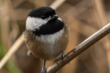 Fototapeta premium close up of a cute chickadee resting on the branch in the park