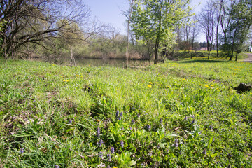 Spring in lake with yellow flowers Slovenian mountains