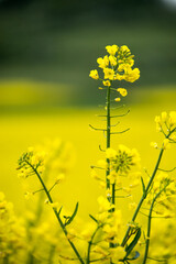 Żółte kwiaty rzepaku na żółto-zielonym tle - obrazy, fototapety, plakaty