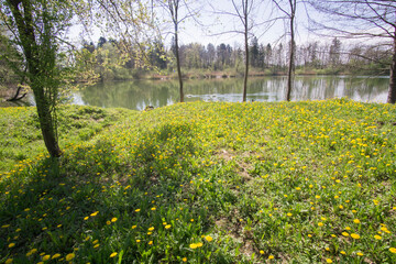 Fototapeta premium Spring in lake with yellow flowers Slovenian mountains