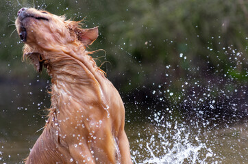 golden retriever enthusiastically plays in the water