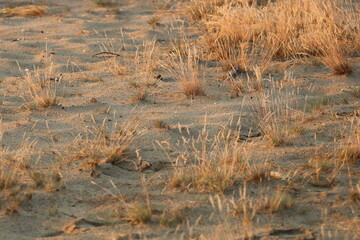 Rare plants on sandy groiund, desertification of The Earth