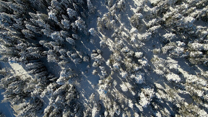 top view of snowy forest and big trees