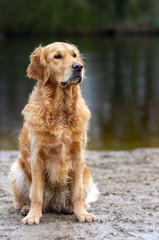 Portrait of a Golden retriever sitting on wet sand with a pond in the background in a natural setting
