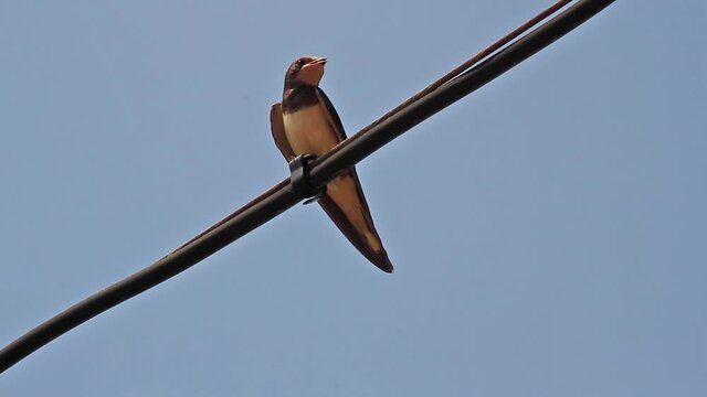 A swallow perched on a wire with its mouth open waiting for mosquitoes