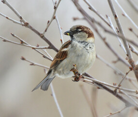 House Sparrow (Passer domesticus) sits on a branch