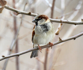 House Sparrow (Passer domesticus) sits on a branch