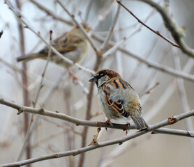House Sparrow (Passer domesticus) sits on a branch