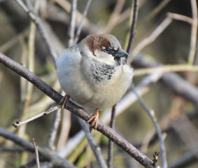 House Sparrow (Passer domesticus) sits on a branch