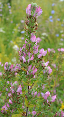 In nature, ononis spinosa grows among grasses