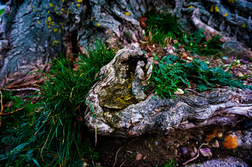 moss on tree