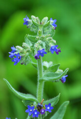 Anchusa blooms in nature