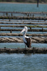 Oyster Racks  With Pelican