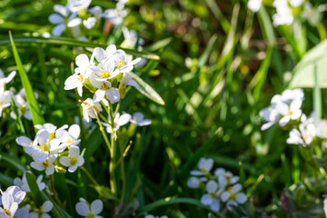 grass with white flowers. Background.