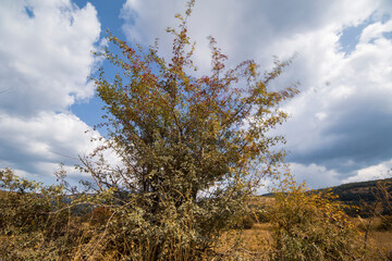 Obraz premium Summer landscape in Gudar mountain range Teruel province Aragon Spain