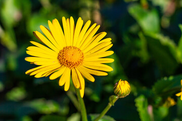 Obraz premium Yellow camomile, flower background, yellow georgina pattern photography, august bright flowers
