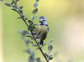 Blue Tit on a Branch