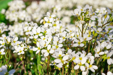 grass with white flowers. Background.