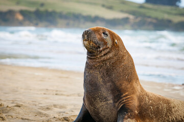 Fototapeta premium NZ Fur Seals sunning themselves on Catlins beach.