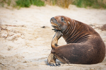 Fototapeta premium NZ Fur Seal scratching itself with it's flipperthemselves on Catlins beach.
