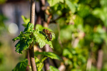 Bee sucking nectar from blossom of currant, dark blurry background