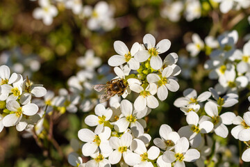 honey bee pollinating white blossoms, close up, macro shot of collecting bees.