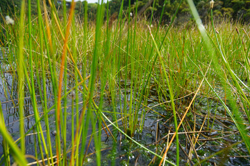 Aquatic vegetation in Lake Wilkie