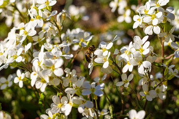 honey bee pollinating white blossoms, close up, macro shot of collecting bees.