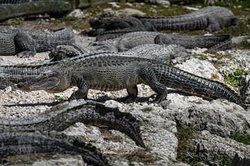 American Alligator. Walking on rocks.