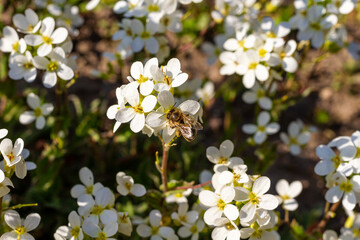 honey bee pollinating white blossoms, close up, macro shot of collecting bees.