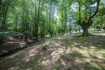  Otzarreta beech forest, Gorbea Natural Park, Bizkaia, Spain