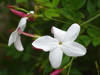 PLANTA DEL JAZMÍN (JASMINUM) CON PEQUEÑA FLOR BLANCA DE CINCO PÉTALOS Y HOJAS VERDES.
