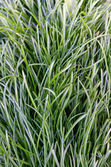 Closeup of lush uncut green grass with drops of dew in soft morning light.