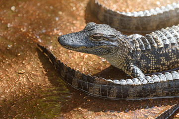 American Alligator. A small alligators swimming in a lake.