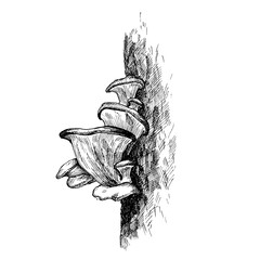 Mushroom oyster growing in forest wildlife. Vintage monochrome hatching illustration isolated