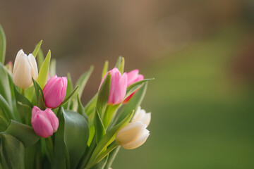 Fototapeta premium Tulips on a green background for a Womens Day, Mother Day, 8 march or Valentines day. The concept of holidays and good morning wishes.