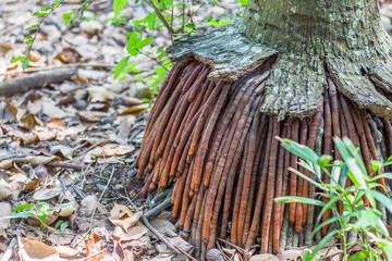 Horrible roots of the betel nut