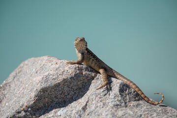 Northern Curlytail Lizard