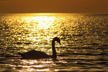 Silhouette of a swan floating in the golden waters of sea against the sunset.