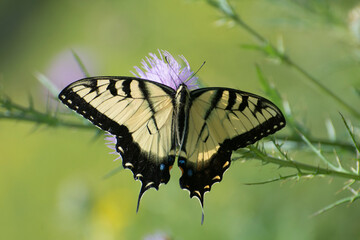 Butterfly 2020-51 / Tiger Swallowtail (Papilio glaucus)