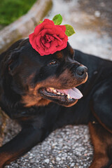 Close-up portrait of amazing black dog with open mouth holding red rose on the head, cute domestic pet playing with flower outdoors, love for animals